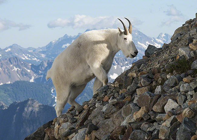 Mountain goat, Sahale Peak, North Cascades National Park, Washington.