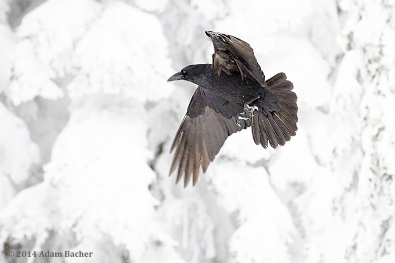 Raven flying in snowy forest