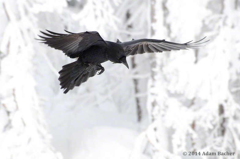 Raven flying in snowy forest