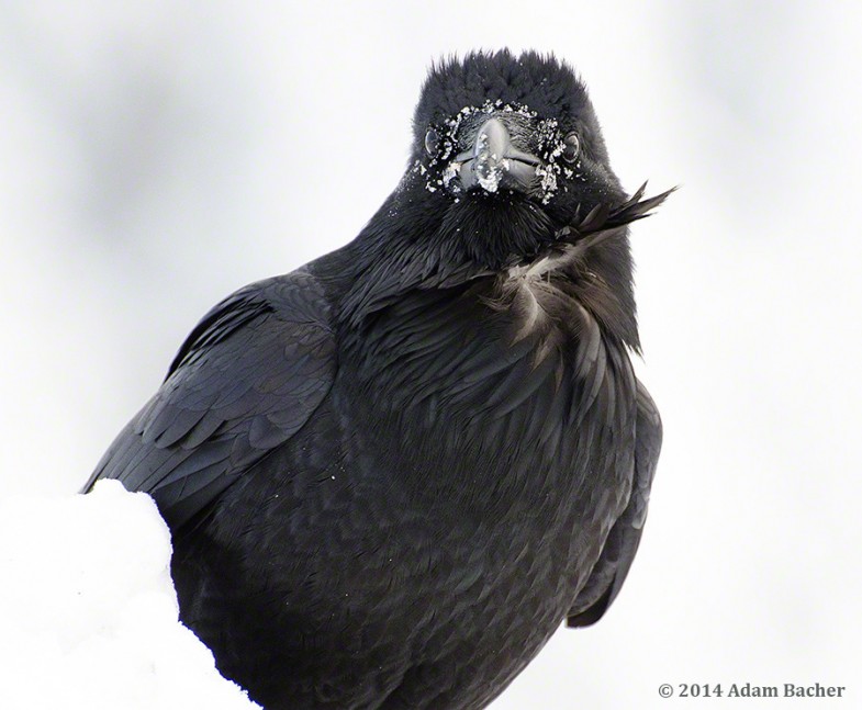 Raven looking in camera with snow on face
