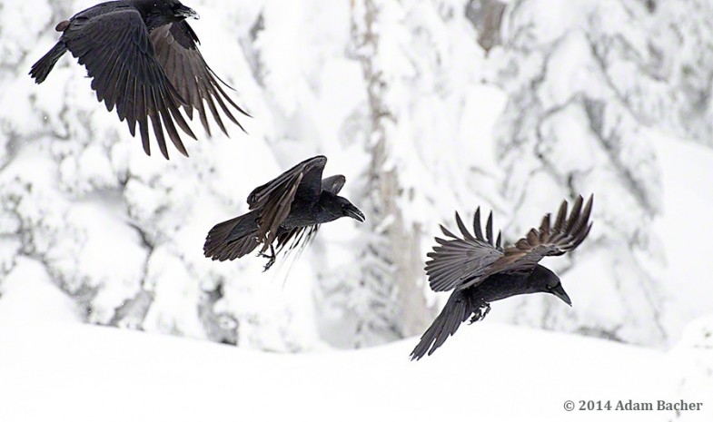 Three ravens flying in snowy forest