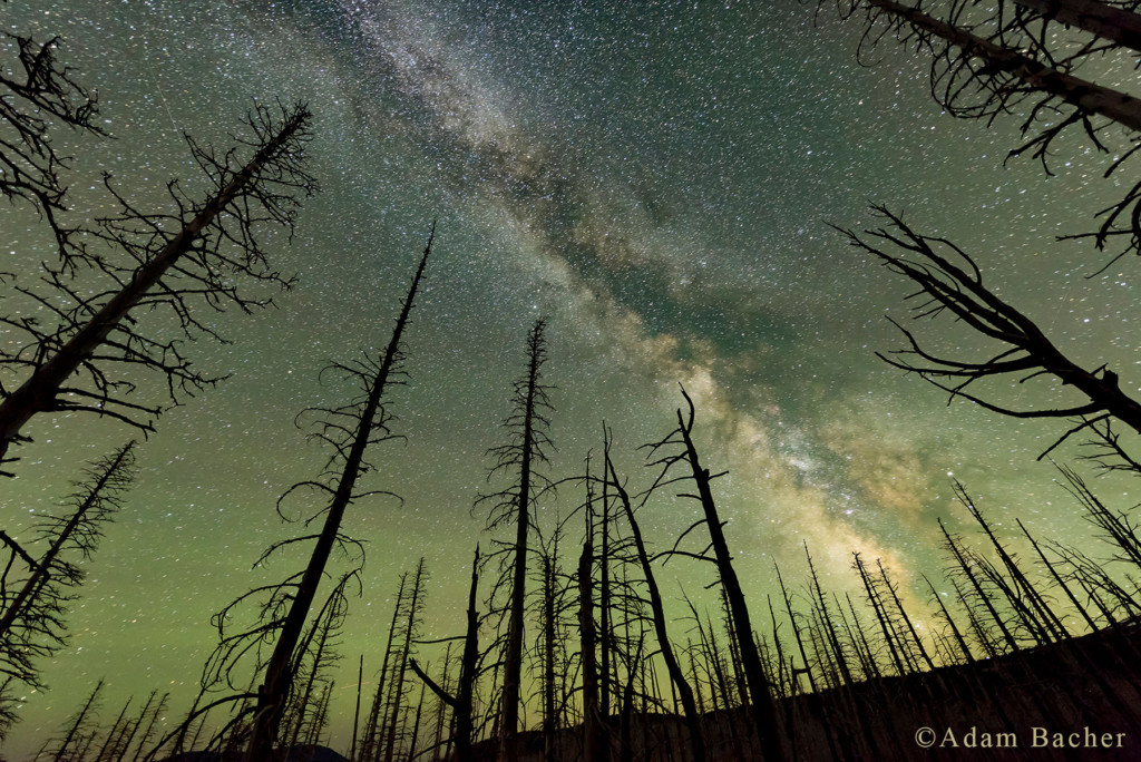 milky way and trees