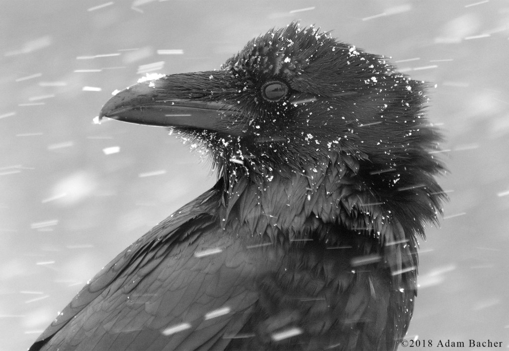 Head Shot of Raven in the Winter