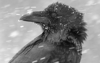 Head Shot of Raven in the Winter