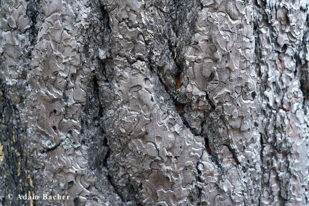 Paul Hessburg, forest fire burnt tree bark