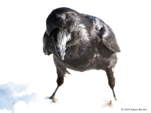 Raven-looking-on-camera-portrait-nevermore-c-w raven looking into camera - nevermore