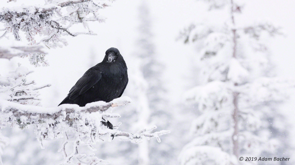 Raven-snow-trees-winter-1920-c-w raven on snowy branch in forest