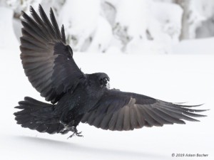 Raven-wings-spread-your-majesty-c-w raven with wings spread - your majesty